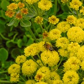Kannah Creek Buckwheat